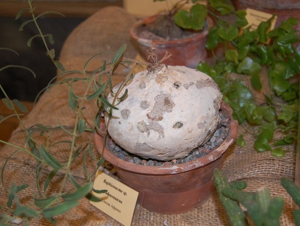 Raphionacme sp
