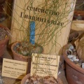 Schizobasis intricata  Baker  Baker  Hyacinthaceae