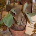 Sinningia leucotricha  
