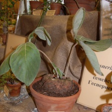 Sinningia leucotricha  