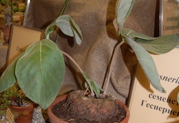 Sinningia leucotricha  