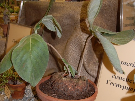 Sinningia leucotricha  