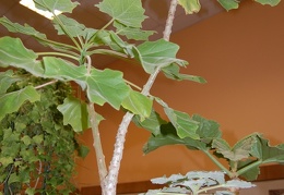 Uncarina grandidieri  Leaves  - 