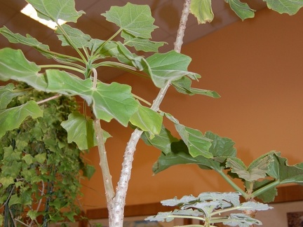 Uncarina grandidieri  Leaves  - 
