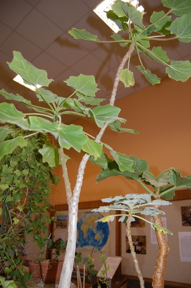 Uncarina_grandidieri__Leaves__-_.jpg