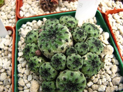 Майские праздники в Донецке