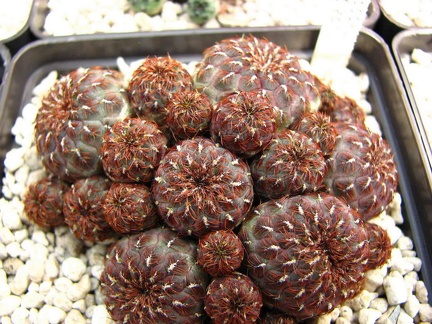 Майские праздники в Донецке