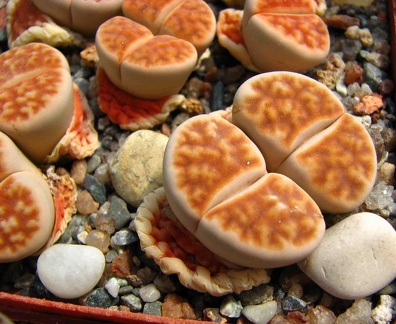 Майские праздники в Донецке