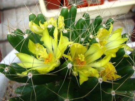 Майские праздники в Донецке