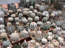 Выставка 1 мая 2009 (Донецк)