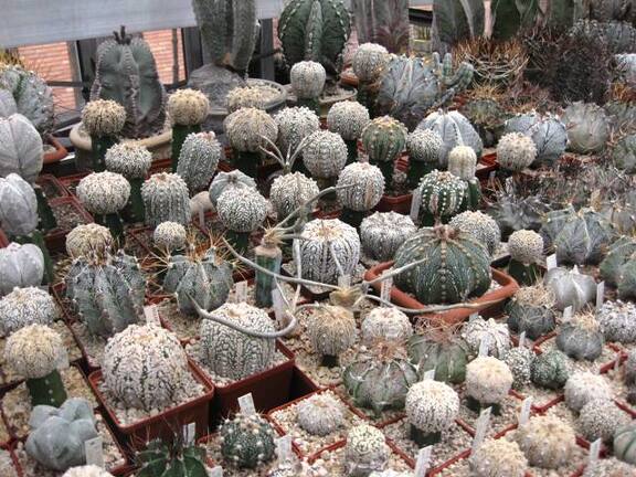 Выставка 1 мая 2009 (Донецк)