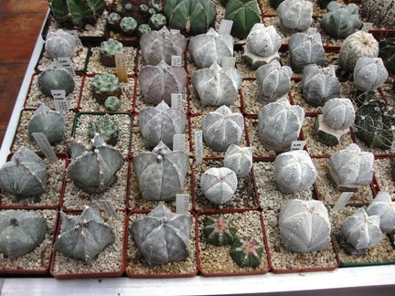 Выставка 1 мая 2009 (Донецк)