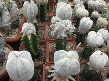 Выставка 1 мая 2009 (Донецк)