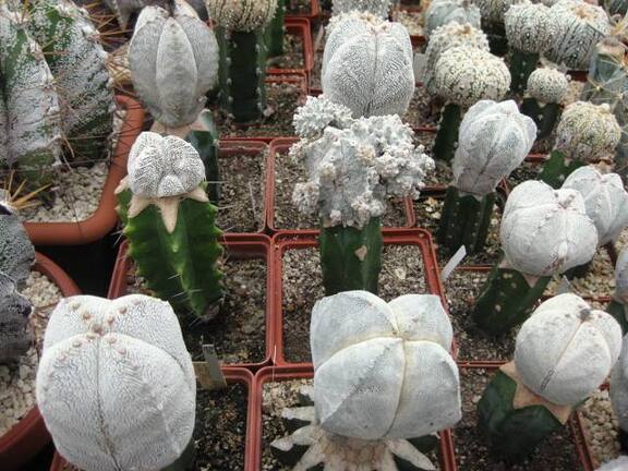 Выставка 1 мая 2009 (Донецк)