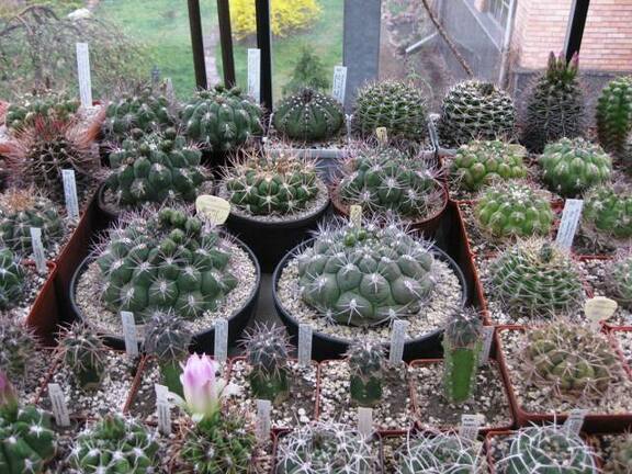 Выставка 1 мая 2009 (Донецк)