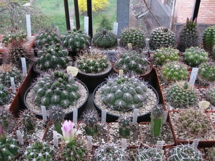 Выставка 1 мая 2009 (Донецк)