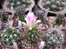 Выставка 1 мая 2009 (Донецк)