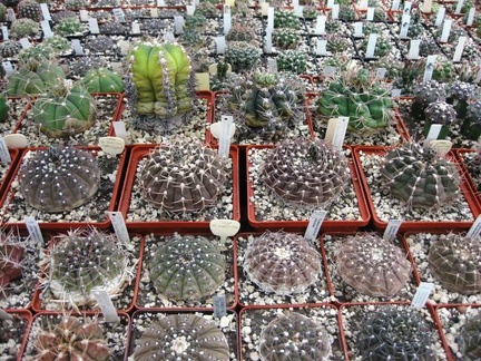 Выставка 1 мая 2009 (Донецк)