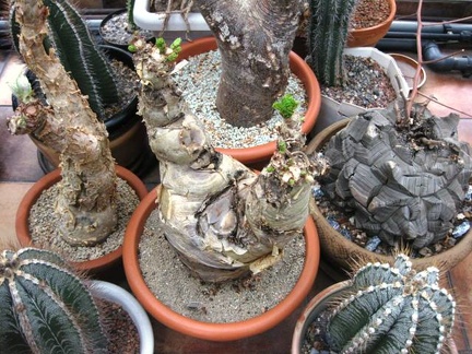 Выставка 1 мая 2009 (Донецк)