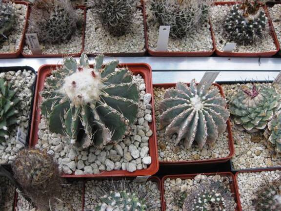 Выставка 1 мая 2009 (Донецк)