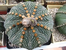 Выставка 1 мая 2009 (Донецк)