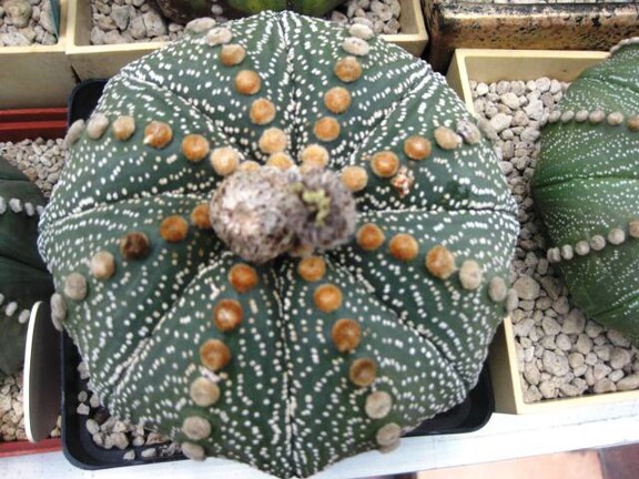 Выставка 1 мая 2009 (Донецк)