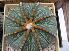 Выставка 1 мая 2009 (Донецк)