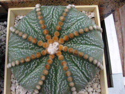 Выставка 1 мая 2009 (Донецк)