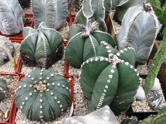 Выставка 1 мая 2009 (Донецк)