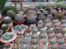 Выставка 1 мая 2009 (Донецк)