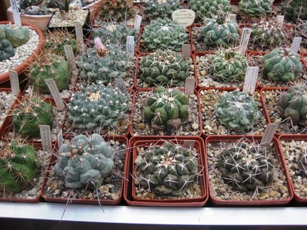 Выставка 1 мая 2009 (Донецк)