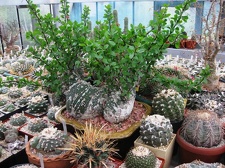 Выставка 1 мая 2009 (Донецк)