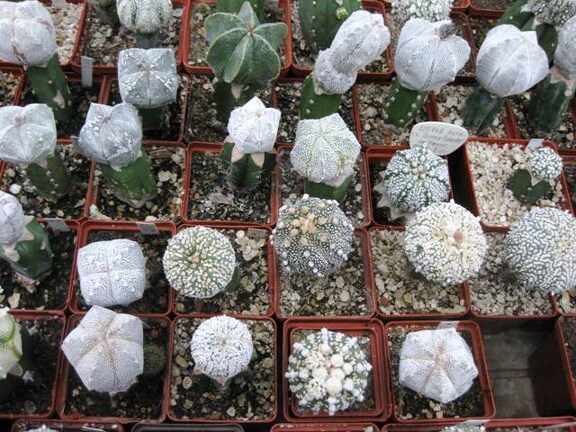 Выставка 1 мая 2009 (Донецк)