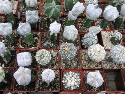 Выставка 1 мая 2009 (Донецк)