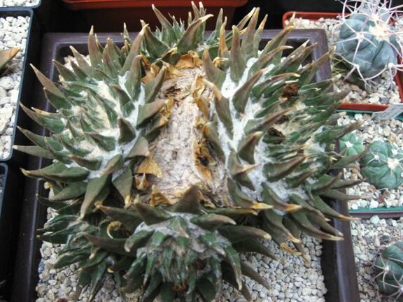 Выставка 1 мая 2009 (Донецк)