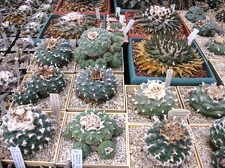 Выставка 1 мая 2009 (Донецк)