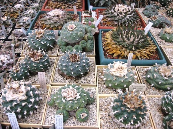 Выставка 1 мая 2009 (Донецк)