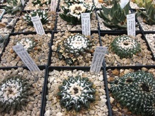 Выставка 1 мая 2009 (Донецк)