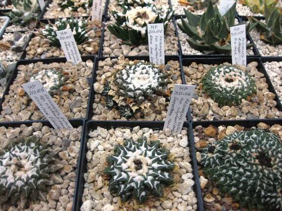 Выставка 1 мая 2009 (Донецк)