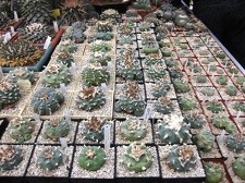 Выставка 1 мая 2009 (Донецк)