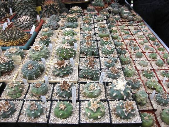 Выставка 1 мая 2009 (Донецк)