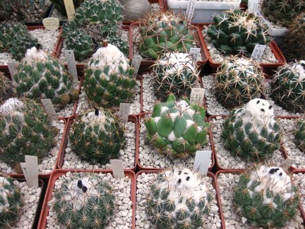 Выставка 1 мая 2009 (Донецк)