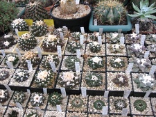 Выставка 1 мая 2009 (Донецк)