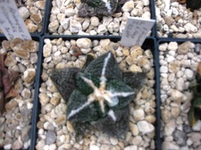 Выставка 1 мая 2009 (Донецк)