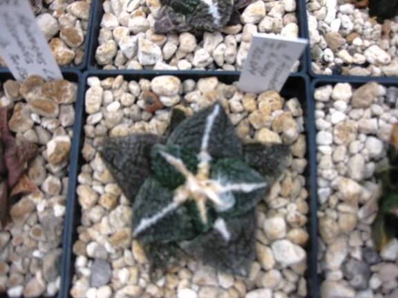 Выставка 1 мая 2009 (Донецк)