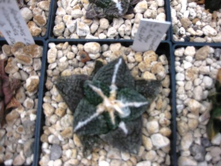 Выставка 1 мая 2009 (Донецк)