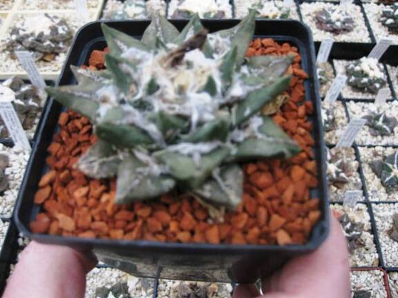 Выставка 1 мая 2009 (Донецк)