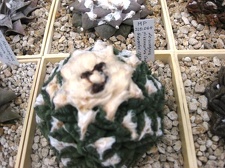 Выставка 1 мая 2009 (Донецк)