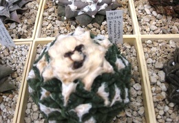 Выставка 1 мая 2009 (Донецк)
