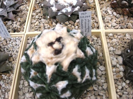 Выставка 1 мая 2009 (Донецк)